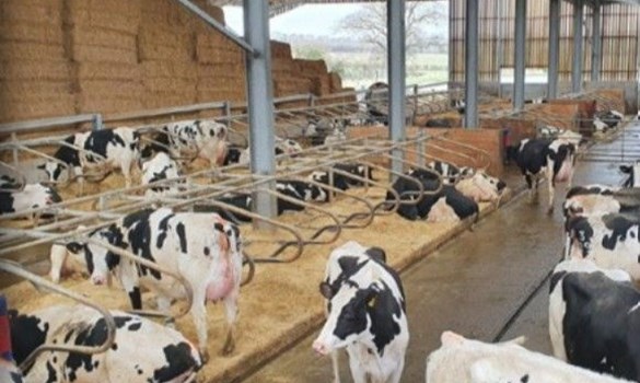 Cows in cubicle shed at Hook Farm, CREAM award winners.